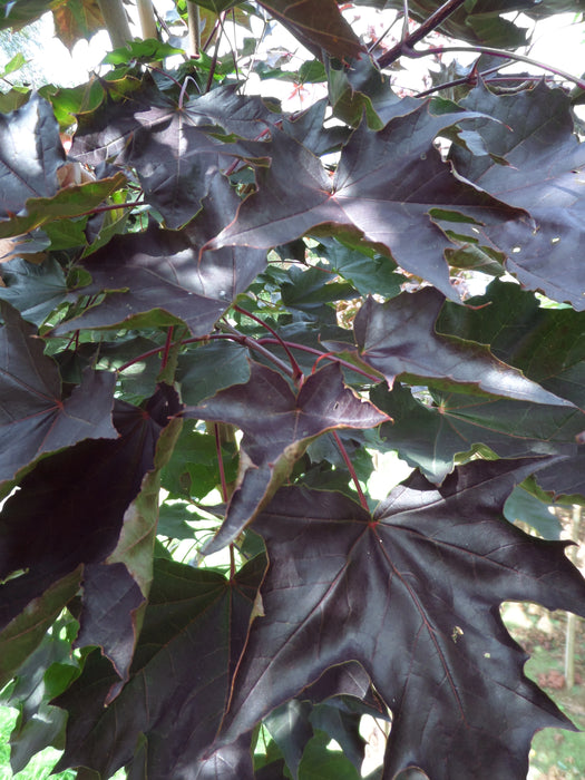 Norway Maple Crimson King Acer Platanoides Mathias Nurseries