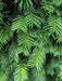 Mathias Nurseries Taxus Baccata English Yew