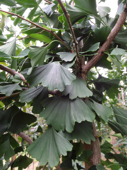 Mathias Nurseries Ginkgo biloba tree also known as Maidenhair Tree or Fossil Tree