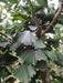 Mathias Nurseries Ginkgo biloba tree also known as Maidenhair Tree or Fossil Tree