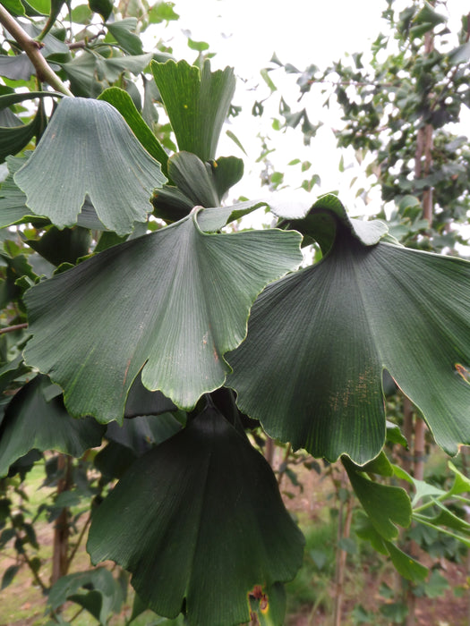 Mathias Nurseries Ginkgo biloba tree also known as Maidenhair Tree or Fossil Tree