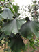 Mathias Nurseries Ginkgo biloba tree also known as Maidenhair Tree or Fossil Tree