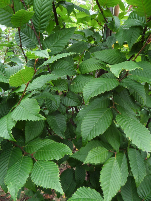 Mathias Nurseries Carpinus betulus Lucas Hornbeam