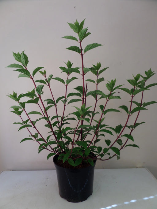 Mathias Nurseries Hydrangea paniculata Vanille Fraise