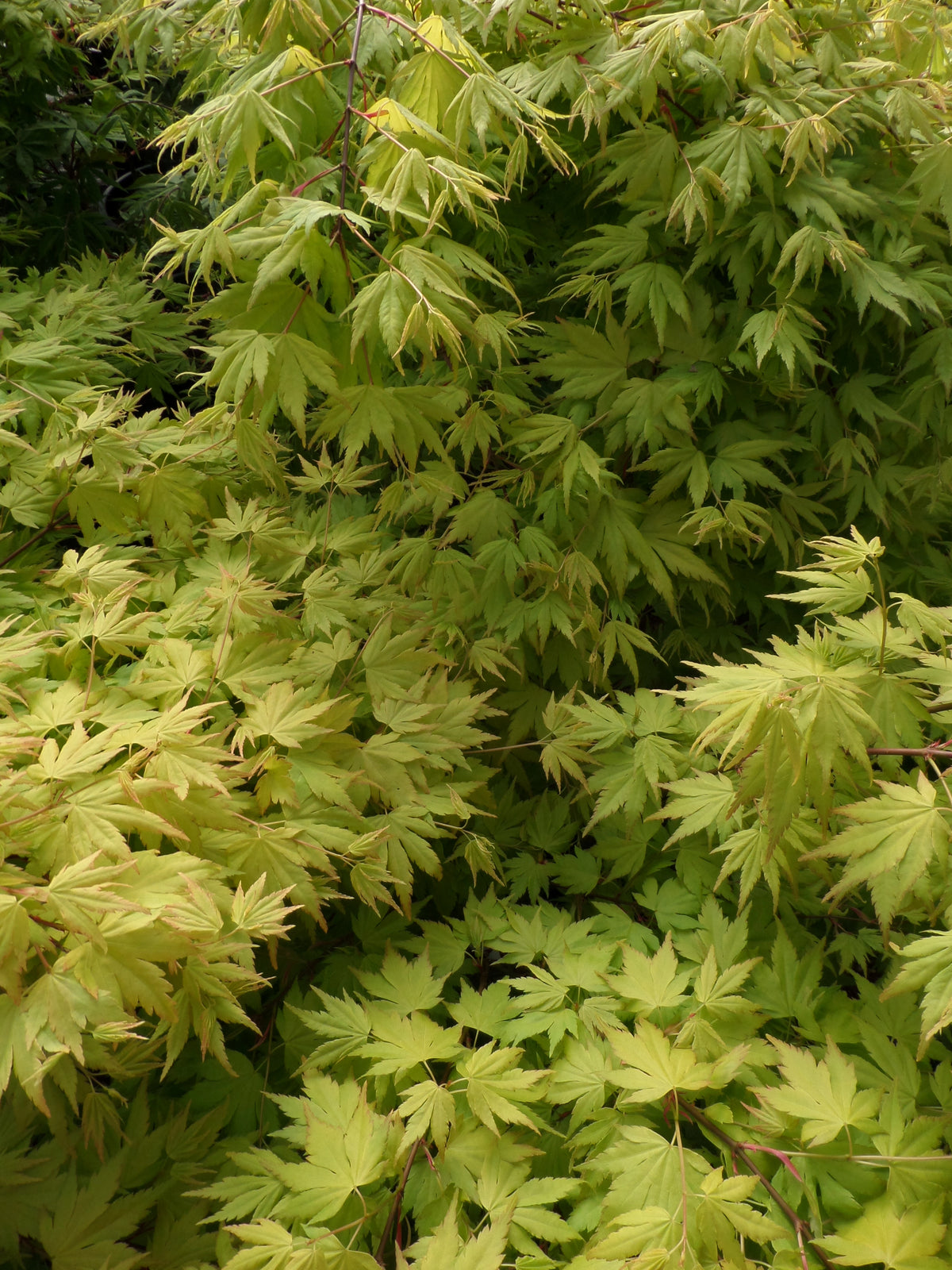 Japanese Maple Orange Dream | Mathias Nurseries