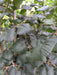 Mathias Nurseries Large Leaved Lime Tilia playtphyllos