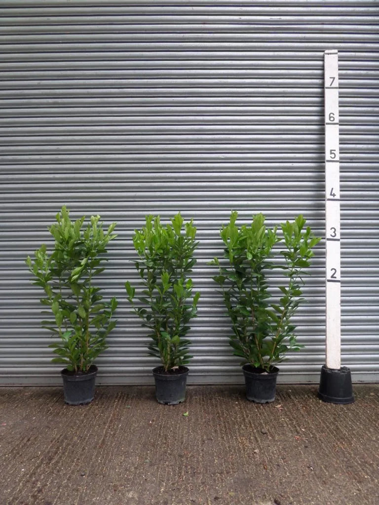 Volume Discount: Quantity 50; Discount £3.50