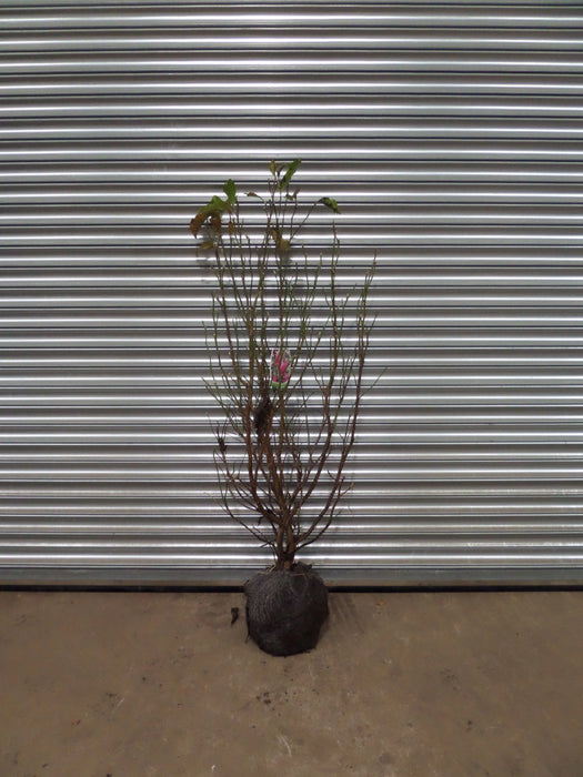 Mathias Nurseries Magnolia Susan Shrub Rootballed 80-100cm