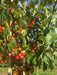 Mathias Nurseries Crab Apple Malus Evereste Fruit Trees