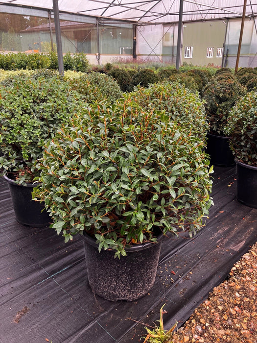 Mathias Nurseries Osmanthus burkwoodii clipped into a neat 50cm topiary ball shape as an alternative to Buxus sempervirens