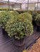 Mathias Nurseries Osmanthus burkwoodii clipped into a neat 50cm topiary ball shape as an alternative to Buxus sempervirens