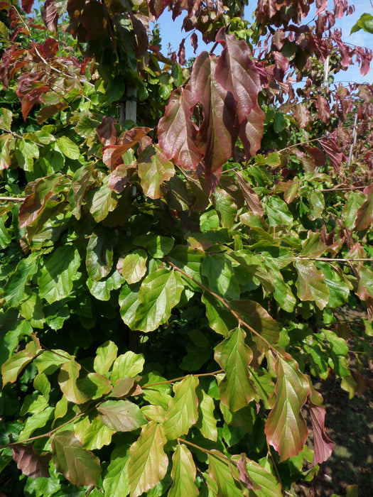 Mathias Nurseries Parrotia persica Vanessa