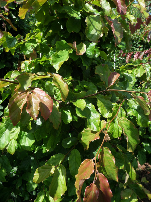 Mathias Nurseries Parrotia persica Vanessa