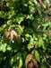 Mathias Nurseries Parrotia persica Vanessa