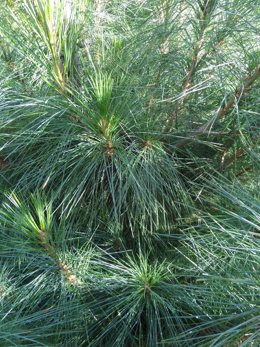 Mathias Nurseries Bhutan Pine Pinus wallichiana