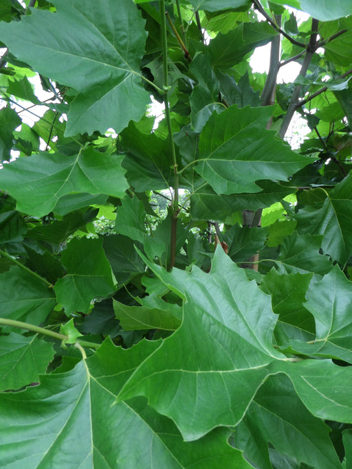 Mathias Nurseries Platanus hispanica London Plane