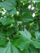 Mathias Nurseries Platanus hispanica London Plane