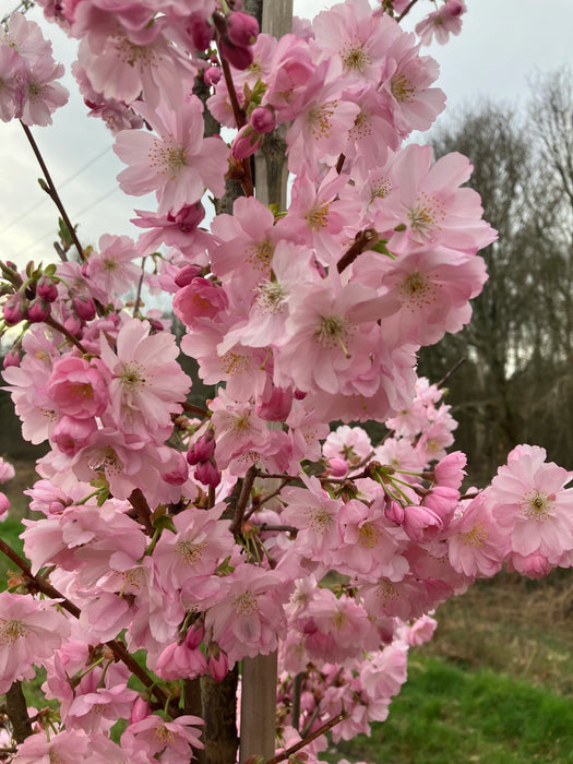 Mathias Nurseries Prunus Accolade Flowering Cherry