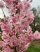 Mathias Nurseries Prunus Accolade Flowering Cherry