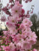 Mathias Nurseries Prunus Accolade Flowering Cherry Hedges Online