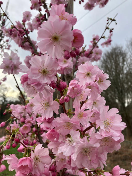 Mathias Nurseries Prunus Accolade Blossom Spring