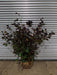 Mathias Nurseries Purple Hazel Rote Zellernus Rootballed