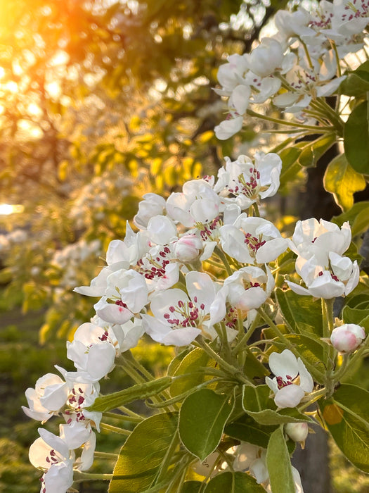 Mathias Nurseries Flowering Pear Pyrus Chanticleer Tree Spring Blossom