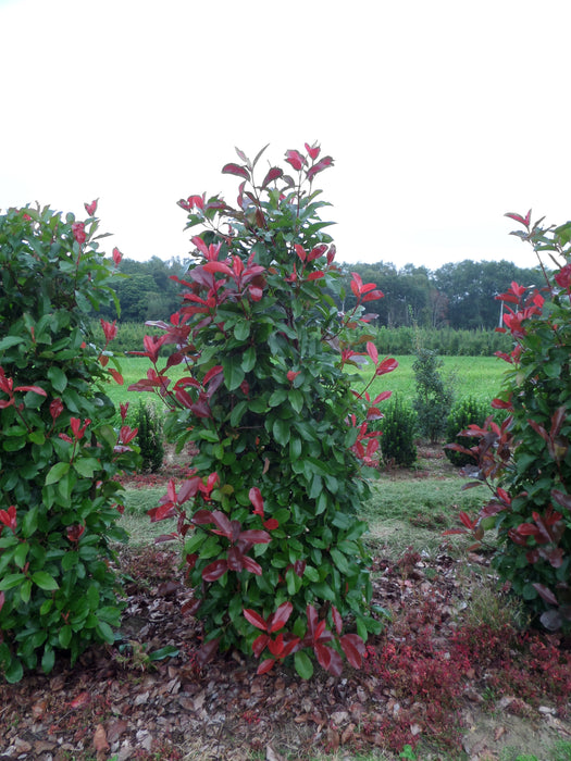 Mathias Nurseries Photinia Red Robin Field Grown Hedging