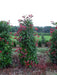 Mathias Nurseries Photinia Red Robin Field Grown Hedging