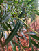 Mathias Nurseries Salix alba White Willow trees