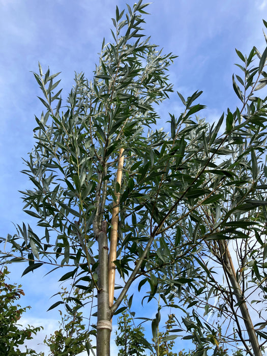 Mathias Nurseries Salix alba White Willow trees 