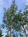 Mathias Nurseries Salix alba White Willow trees 