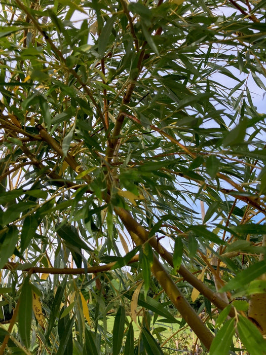 Mathias Nurseries Golden Weeping Willow tree Salix sepulcralis var. chrysocoma