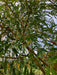 Mathias Nurseries Golden Weeping Willow tree Salix sepulcralis var. chrysocoma