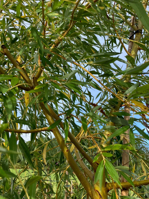 Mathias Nurseries Golden Weeping Willow tree Salix sepulcralis var. chrysocoma