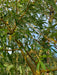Mathias Nurseries Golden Weeping Willow tree Salix sepulcralis var. chrysocoma