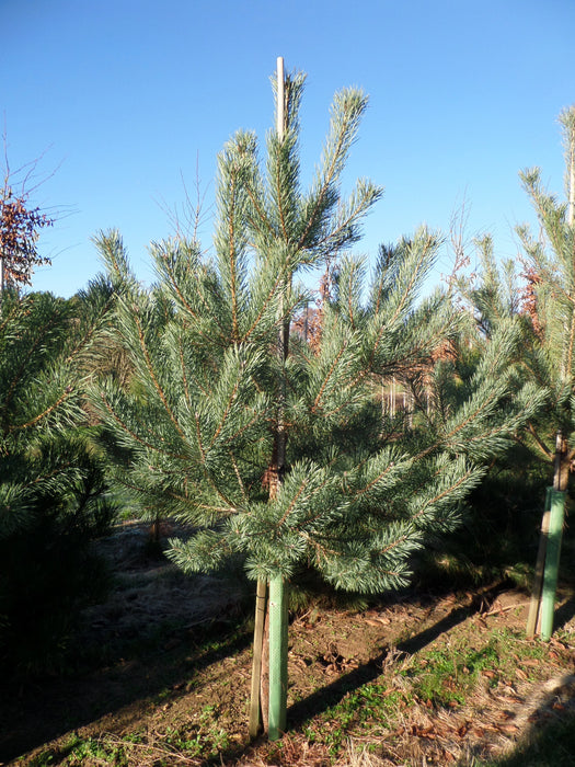 Mathias Nurseries Pinus Sylvestris Scots Pine Tree