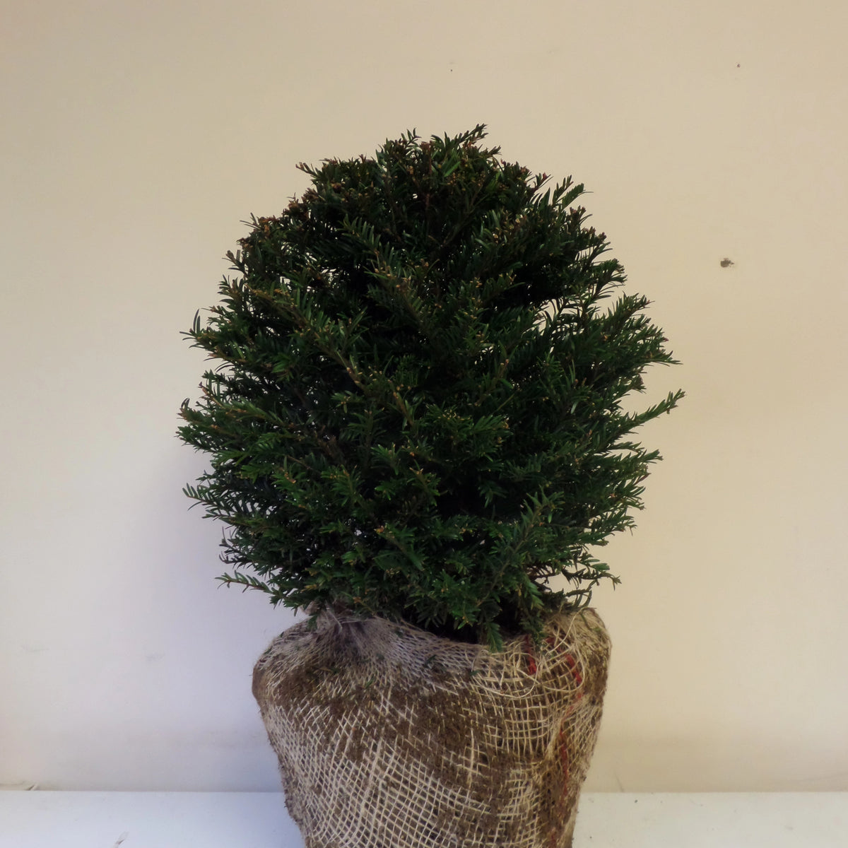 Topiary Yew Ball 40cm Rootballed | Mathias Nurseries