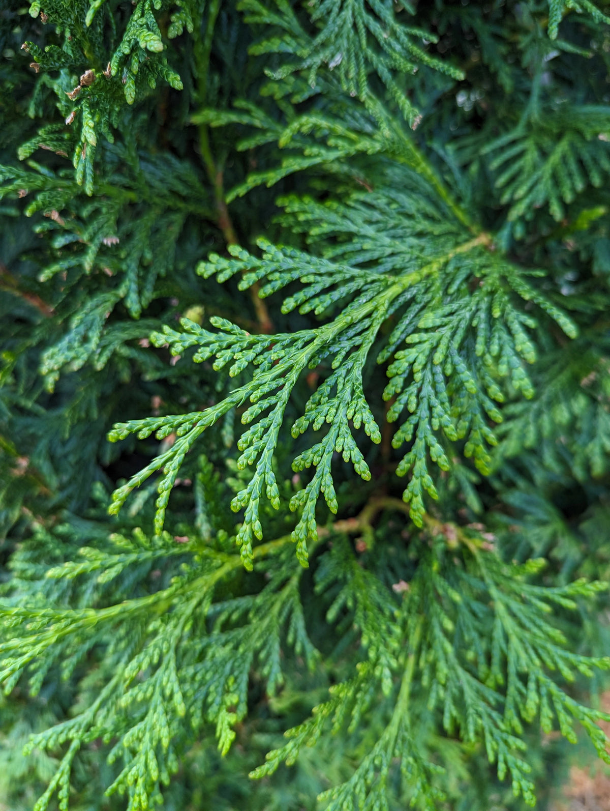 Thuja Hedging 5ft (150cm) in a 15lt pot | Mathias Nurseries
