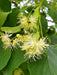 Mathias Nurseries Tilia Cordata Greenspire Small Leaved Lime Tree