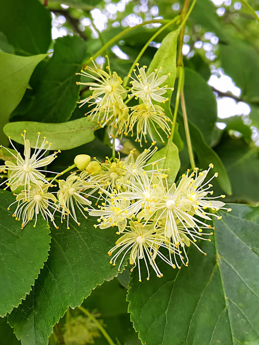 Tilia cordata Greenspire - Small Leaved Lime