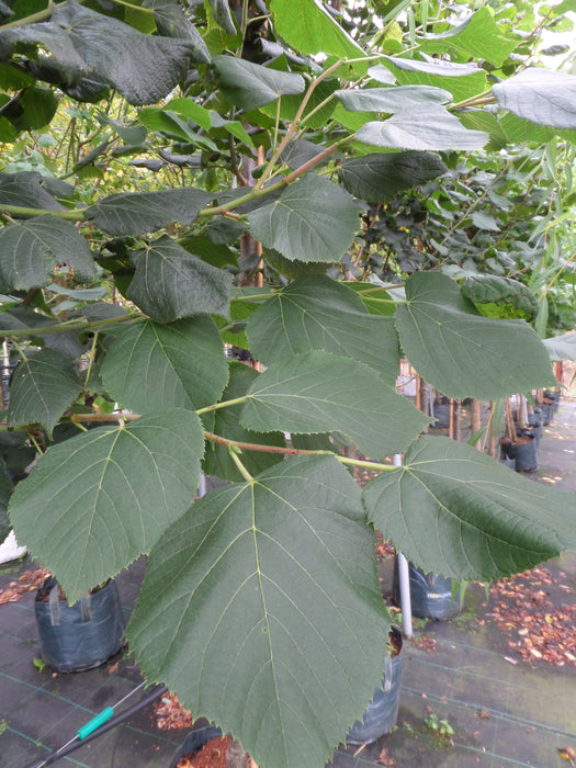 Mathias Nurseries Large Leaved Lime Tilia Platyphyllos