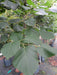 Mathias Nurseries Large Leaved Lime Tilia Platyphyllos