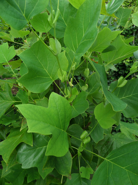 Mathias Nurseries Tulip Tree Liriodendron tulipifera Hedges Online