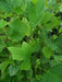 Mathias Nurseries Tulip Tree Liriodendron tulipifera Hedges Online