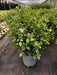 Mathias Nurseries Viburnum tinus Common laurustinus in a 10lt pot