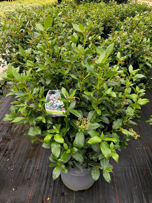 Mathias Nurseries Viburnum tinus Common laurustinus in a 10lt pot