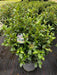 Mathias Nurseries Viburnum tinus Common laurustinus in a 10lt pot