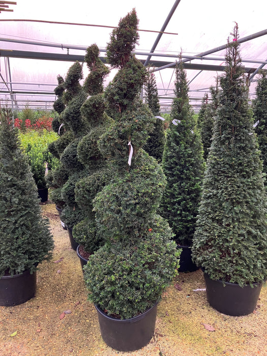 Mathias Nurseries Taxus baccata Topiary Spiral Shape