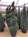 Mathias Nurseries Taxus baccata Topiary Spiral Shape